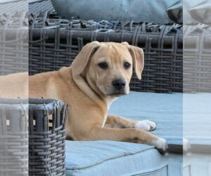 Mutt Dogs for adoption in pomfret, CT, USA
