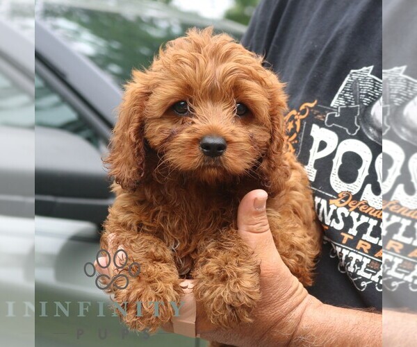 Medium Photo #3 Cavapoo Puppy For Sale in NARVON, PA, USA