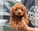 Small #2 Cavapoo
