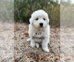 Puppy 14 Great Pyrenees