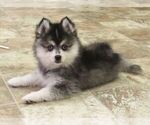 Puppy 8 Pomsky
