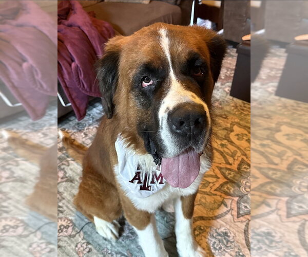 Medium Photo #3 Saint Bernard Puppy For Sale in Lakewood, CO, USA