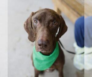 Unknown-Vizsla Mix Dogs for adoption in San Antonio, TX, USA
