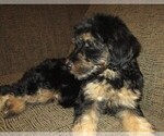 Small Photo #16 Aussie-Poo Puppy For Sale in LINCOLN, AL, USA