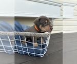 Small Photo #2 Catahoula Leopard Dog Puppy For Sale in GERMANTOWN, IL, USA