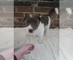 Puppy Lilly Border Collie