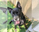 Small #28 Labrador Retriever Mix