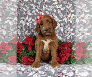 Irish Setter-Poodle (Miniature) Mix Puppy for sale in BIRD IN HAND, PA, USA