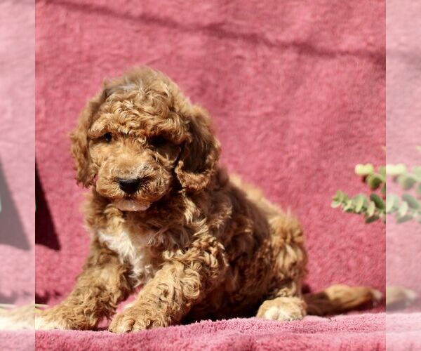 Medium Photo #2 Goldendoodle (Miniature) Puppy For Sale in EPHRATA, PA, USA