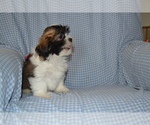 Puppy Kolors Shih Tzu