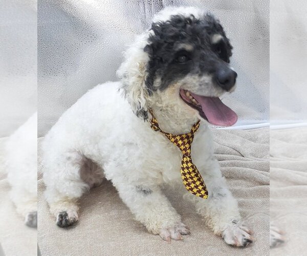 Medium Photo #1 Miniature Bernedoodle Puppy For Sale in MC DONOUGH, GA, USA