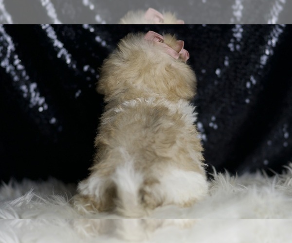 Medium Photo #7 Maltipoo Puppy For Sale in WARSAW, IN, USA