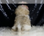 Small #6 Maltipoo