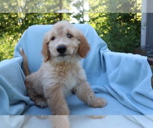 Goldendoodle (Miniature) Puppy for sale in SHILOH, OH, USA