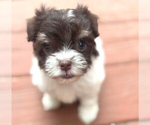 Havanese Puppy for sale in GREEN SEA, SC, USA