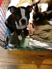 Boston Terrier Puppy for sale in LUCK, WI, USA