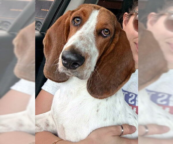 Medium Photo #6 Basset Hound Puppy For Sale in Deepwater, NJ, USA