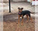 Small #18 Doberman Pinscher Mix