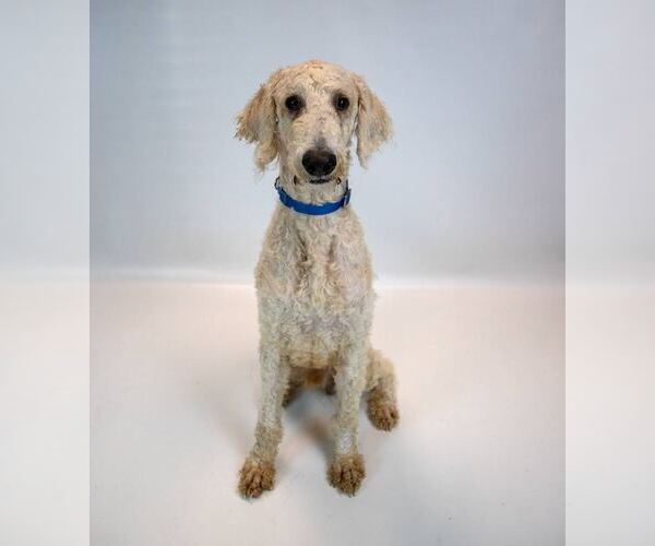 Medium Photo #3 Labradoodle Puppy For Sale in Kennesaw, GA, USA