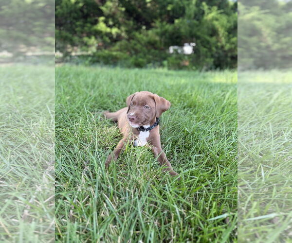 Medium Photo #6 Labrador Retriever-Unknown Mix Puppy For Sale in Derwood, MD, USA