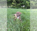 Small #5 Labrador Retriever Mix