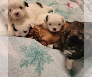 Shih Tzu Litter for sale in STAR, NC, USA