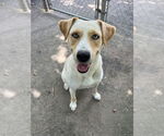 Small #4 Labrador Retriever Mix
