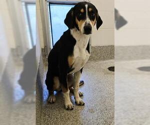 English Foxhound-Labrador Retriever Mix Dogs for adoption in Houston, TX, USA