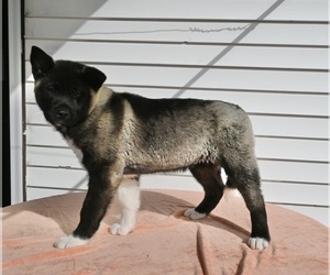 Akita Puppy for sale in MILLERSBURG, OH, USA