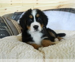 Puppy Ellie Mae Bernese Mountain Dog