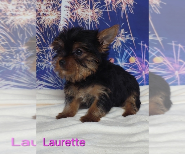 Medium Photo #3 Yorkshire Terrier Puppy For Sale in AZLE, TX, USA