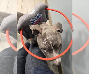 Travis - Male American Pit Bull Terrier-American Staffordshire Terrier Mix Dog for Adoption - Photo #4