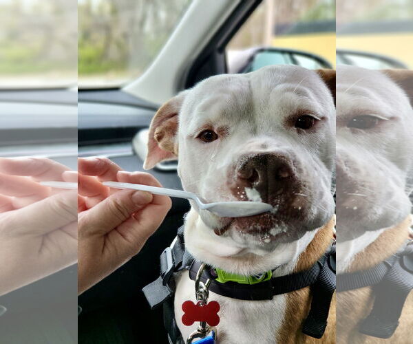 Medium Photo #6 Mutt Puppy For Sale in Mount Laurel, NJ, USA