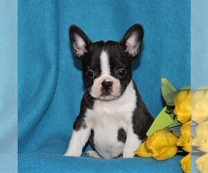 Faux Frenchbo Bulldog Puppy for sale in RONKS, PA, USA
