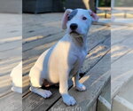 Small #13 Mutt