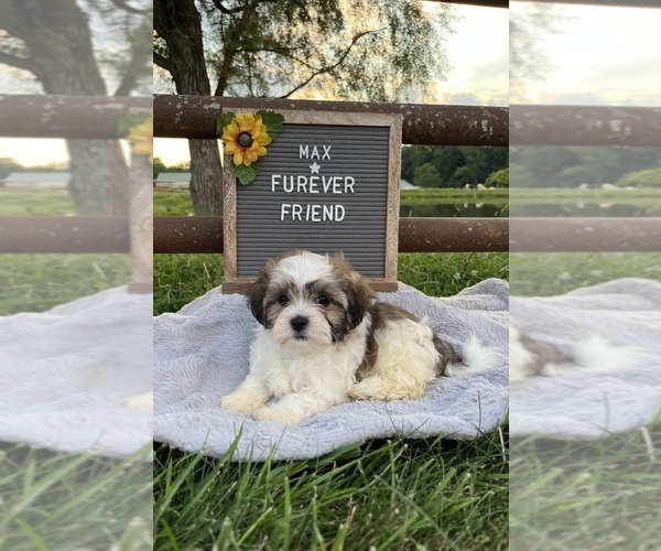 Medium Photo #5 Zuchon Puppy For Sale in BLOOMFIELD, IN, USA