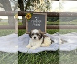 Max - Male Zuchon Puppy for Sale - Photo #5