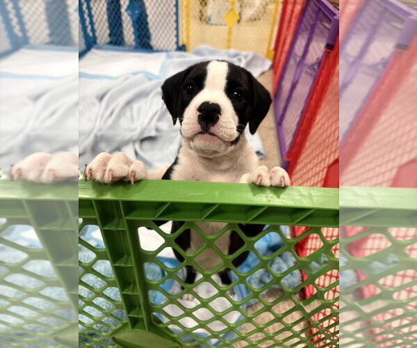 Medium Photo #6 Boxer-Unknown Mix Puppy For Sale in Wenonah, NJ, USA