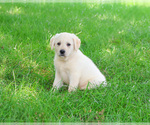 Small #2 Labrador Retriever