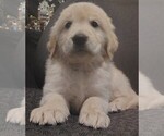 Puppy Light blue Golden Retriever