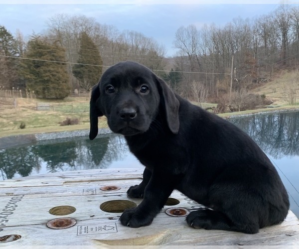 Medium Photo #4 Labrador Retriever Puppy For Sale in READING, PA, USA
