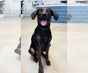 Great Dane-Unknown Mix Dogs for adoption in Marina Del Rey, CA, USA