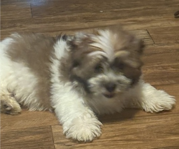 Medium Photo #4 Shorkie Tzu Puppy For Sale in CENTRALIA, IL, USA