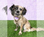 Small Colonial Cocker Spaniel Mix