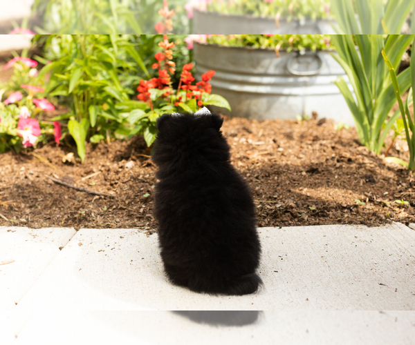 Medium Photo #6 Pomeranian Puppy For Sale in NAPPANEE, IN, USA