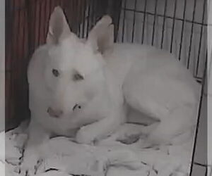 - Mix Dogs for adoption in Rustburg, VA, USA