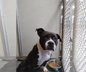 American Pit Bull Terrier Dogs for adoption in Glen Allen, VA, USA