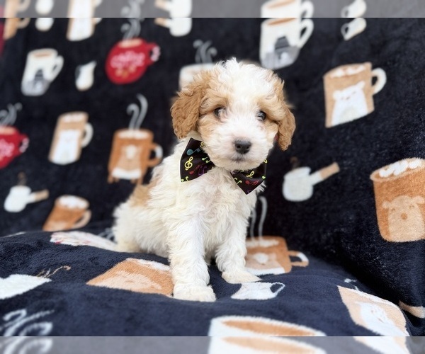 Medium Photo #2 Cavapoo (Miniature) Puppy For Sale in LAKELAND, FL, USA