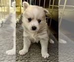 Small Photo #17 Pomsky Puppy For Sale in LOVELAND, CO, USA