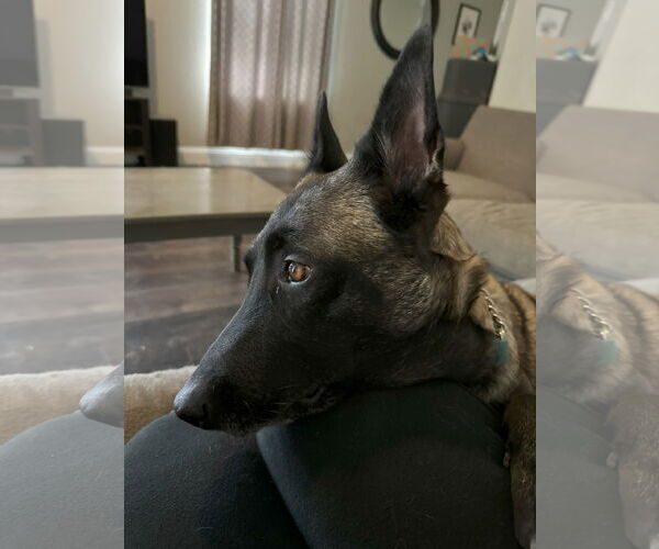 Medium Photo #2 Mutt Puppy For Sale in Stevens Point, WI, USA